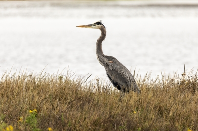 Grey Heron Padre Island NS Dec 2023